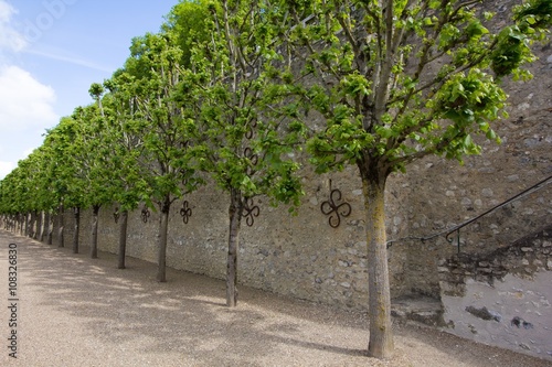 trees avenue