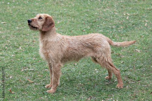 Typical Styrian Hound on a green grass lawn