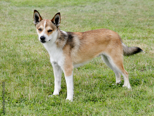 Typical Norwegian Lundehund on a green grass lawn