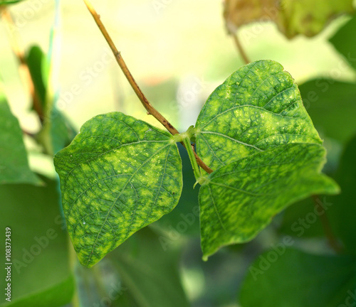 Viral disease on bean leaf