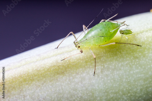 Aphid with nymph