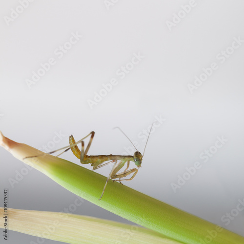 Little mantis on a green branch