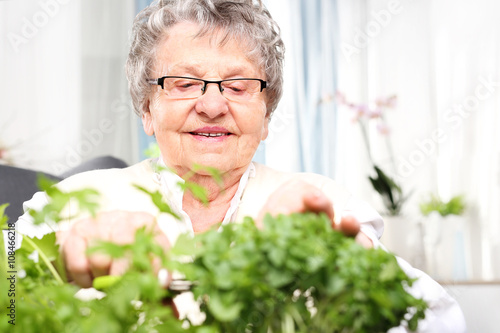Uprawa ziół w domu. Starsza siwa kobieta przycina zielone pędy ziół.