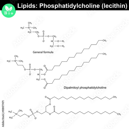 Lecithin molecule - phosphatidylcholine