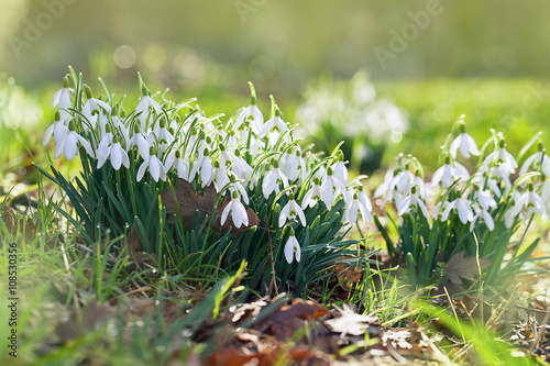 Snowdrops on the field in sunset sunlight (Galanthus nivalis)