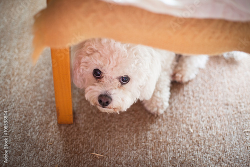 Cute white maltese dog hiding under sofa, fearful and frightened