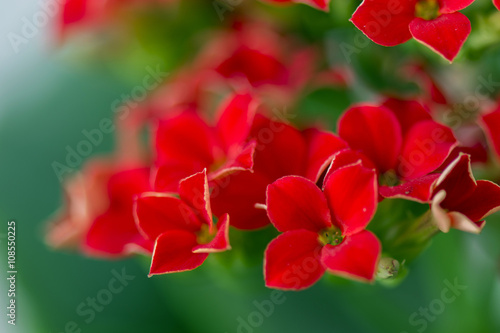 flower with red flowers with four leaves and green leaves