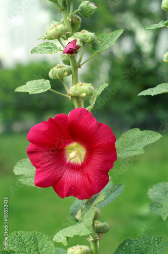  Mallow in a garden