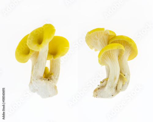 Golden oyster mushroom front and back view, isolated on white background.