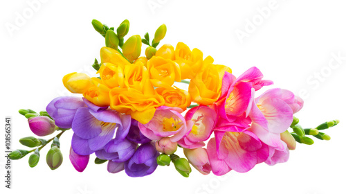 Fresh freesia flowers