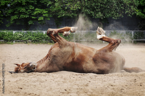 Red horse wallowing in sand