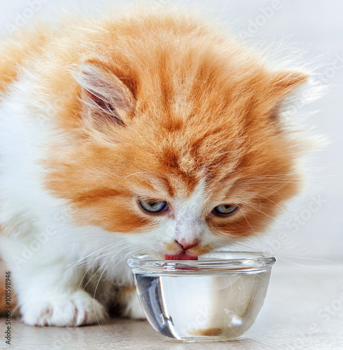 beautiful kitten drinking water