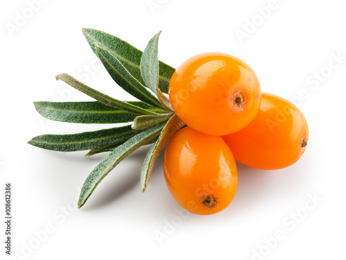 Sea buckthorn isolated on the white. With clipping path.