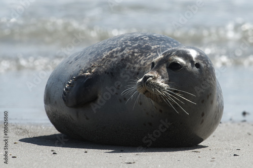 Baby grey seal moving forward at the beach at dune, helgoland, germany
