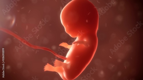 embryo phase of born 3d render