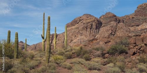 Giant Saguaro Cactus In Organ Pipe National Park