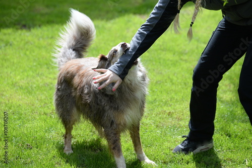 the bite, Shepherd dog biting a girl