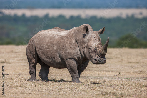 White rhinoceros grazing in the wild, Africa.