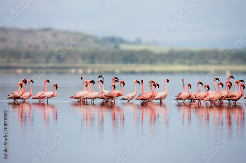 The Lesser flamingo, which is the main attraction for tourists 