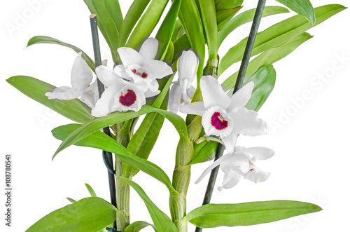 White dendrobium nobile flowers, branch, green leaves, plant