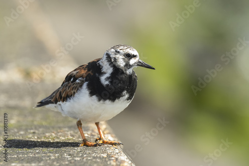 Rubby turnstone