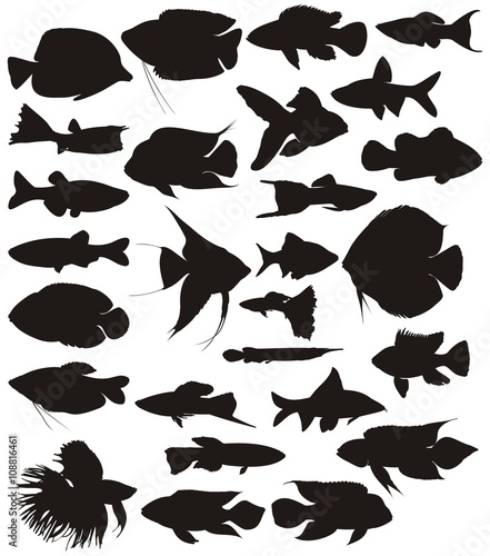 Aquarium tropical fish, vector set.