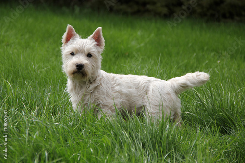 West Highland White Terrier puppy on green lawn