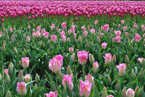 Tulip gardens