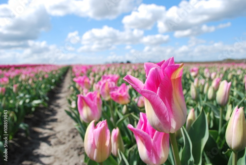 Uprawa różowych tulipanów w Europie 