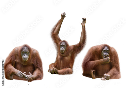 Set of image orangutan
