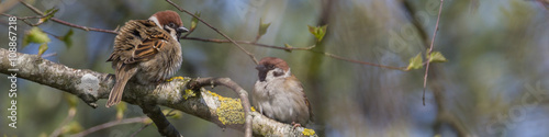 Feldsperlinge auf dem Baum, passer montanus, 