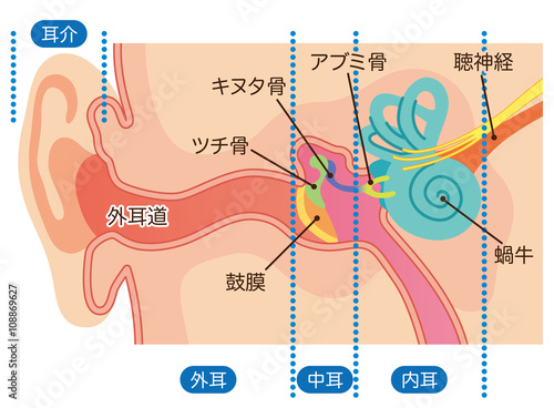 耳の構造