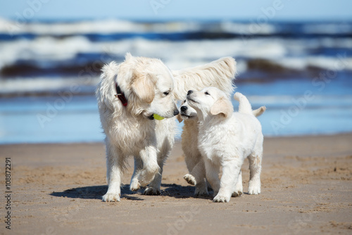 golden retriever dog with two puppies on the beach