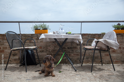 Cane bassotto legato al tavolo