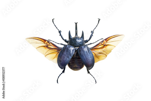 Exotic large beetle with wings isolated on white background
