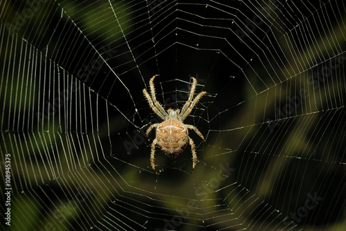 Big spider on the web