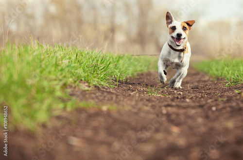 Running dog at summer