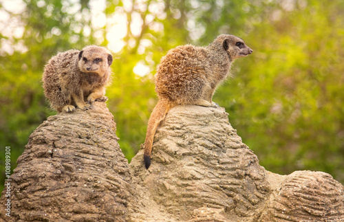 Meerkats on the lookout