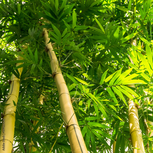 Bambus Wald mit großen Stämmen