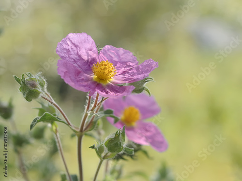 Zistrose, eine wilde Frühlingsblume im Mittelmeerraum