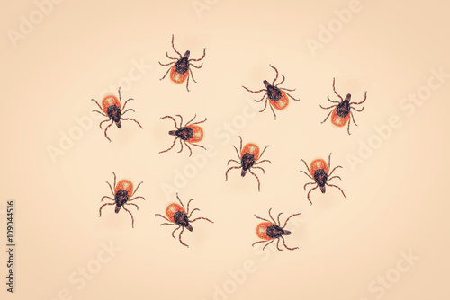 Many ticks on a yellow background