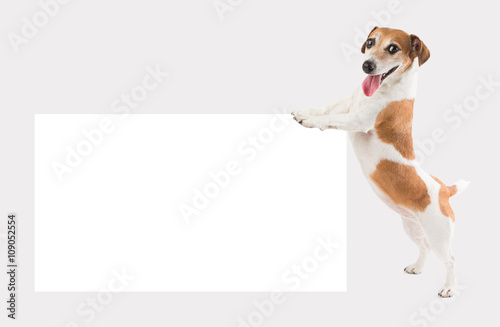 Happy small dog holding pushing white empty paper board (placard, poster, plate ) template mockup for your ad offers information. Gray ( grey ) background