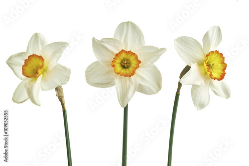 Three narcissus isolated