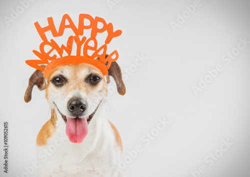 Happy New year party dog card. Horizontal. Grey ( gray ) background orange word on the head.