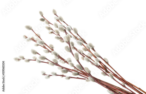 Willow twigs isolated on white. without shadow