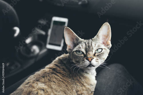 Cat travels in a car, joyful expression captures thrill of adventure. Cat's happy demeanor showcases joys of travel and the unbreakable bond between pets and owners. Ready for a road trip. 