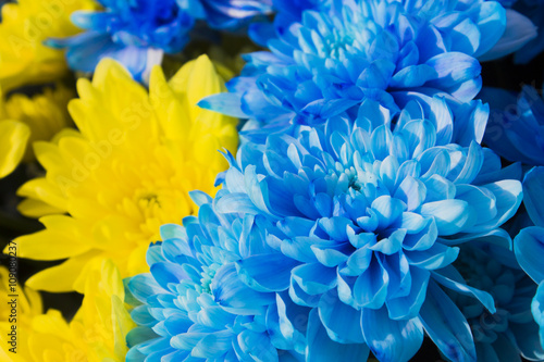 Bouquet of colorful flowers closeup, yellow and blue