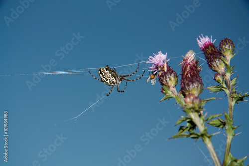 Die Spinne im Netz 