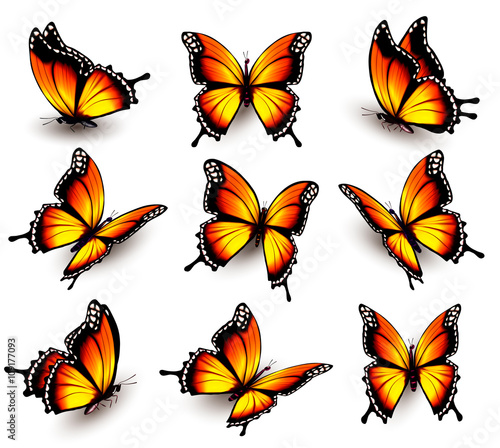Beautiful orange butterfly in different positions. Vector.
