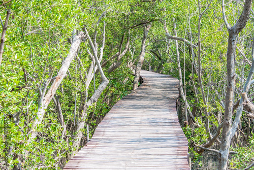 Path in mangrove forest, Thailand, Selective focus.